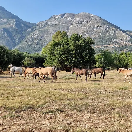 Memro * Atsoupades