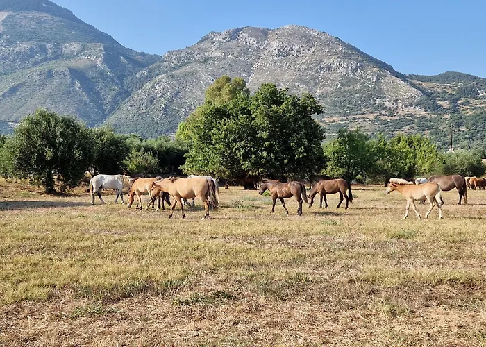 Memro * Atsoupades